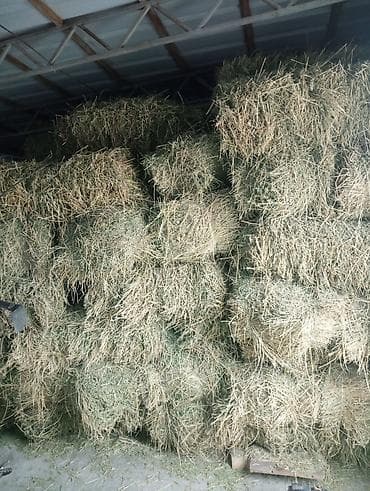 Срочно продаю тюки клевер по 350 - Прессованные прямоугольные тюки lalafo.kg да — 3 Срочно продаю тюки клевер по 350 - Прессованные прямоугольные тюки — 3