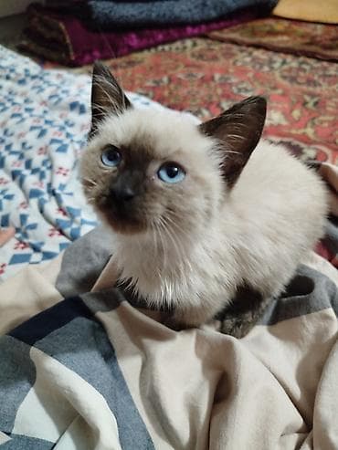 Отдам в хорошие руки котёнка at lalafo.kg Отдам в хорошие руки котёнка