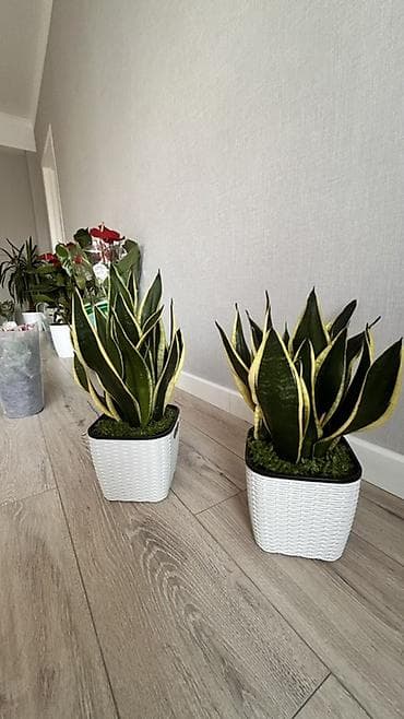 Сансевиерия (Sansevieria trifasciata, «щучий хвост», «тещин язык») — at lalafo.kg Сансевиерия (Sansevieria trifasciata, «щучий хвост», «тещин язык») —