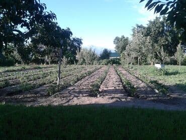 этно костюмы бишкек: Көчөттөр жашылчалардын: Калемпирлер lalafo.kg да — 2 этно костюмы бишкек: Көчөттөр жашылчалардын: Калемпирлер — 2