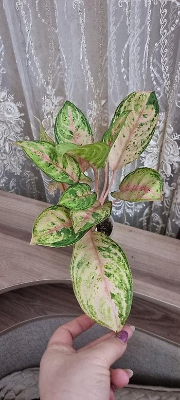 Аглаонема вариегатная (розово‑зеленые формы) Декоративно-лиственное at lalafo.kg Аглаонема вариегатная (розово‑зеленые формы) Декоративно-лиственное