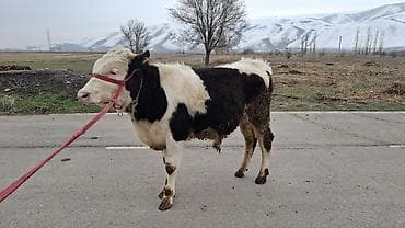 Продаю | Бык (самец), Тёлка, Музоо, торпок | Алатауская, Швицкая, Симментальская | На откорм, Для разведения | Племенные, Осеменитель, Не стельные at lalafo.kg — 2 Продаю | Бык (самец), Тёлка, Музоо, торпок | Алатауская, Швицкая, Симментальская | На откорм, Для разведения | Племенные, Осеменитель, Не стельные — 2