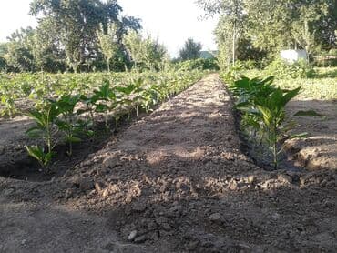 этно костюмы бишкек: Көчөттөр жашылчалардын: Калемпирлер lalafo.kg да — 1 этно костюмы бишкек: Көчөттөр жашылчалардын: Калемпирлер — 1