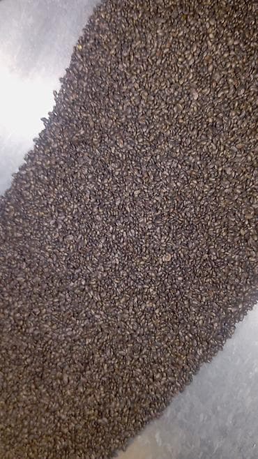 Кара беденин урону сатылат 5 жылдык местный баасы300 сомдон at lalafo.kg Кара беденин урону сатылат 5 жылдык местный баасы300 сомдон