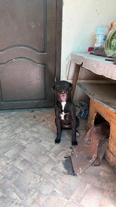 Proton: Собака даром: 8 месяцев, Самец at lalafo.kg — 6 Proton: Собака даром: 8 месяцев, Самец — 6