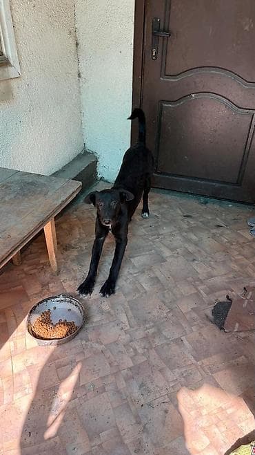 Proton: Собака даром: 8 месяцев, Самец at lalafo.kg — 4 Proton: Собака даром: 8 месяцев, Самец — 4