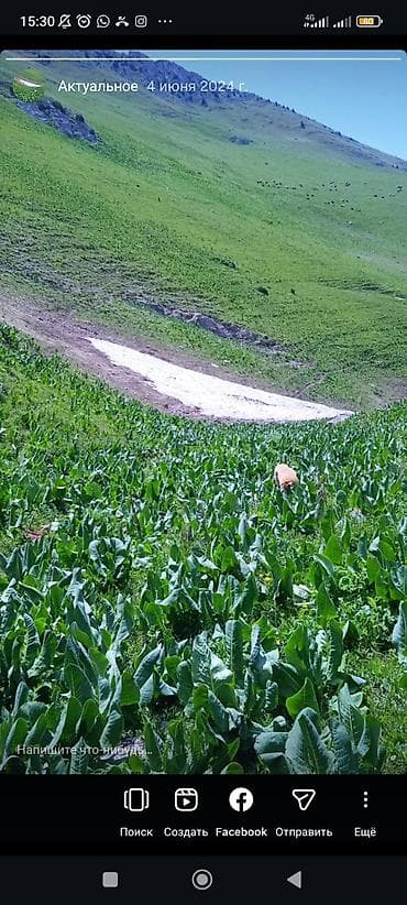 Касылка сатылат - Маршрут: альпийские луга и седловины с панорамами at lalafo.kg Касылка сатылат - Маршрут: альпийские луга и седловины с панорамами