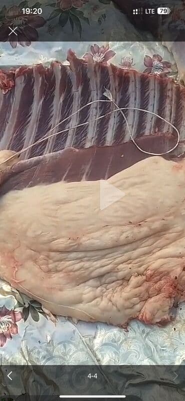 Продаю | Жеребец | Рабочий at lalafo.kg Продаю | Жеребец | Рабочий