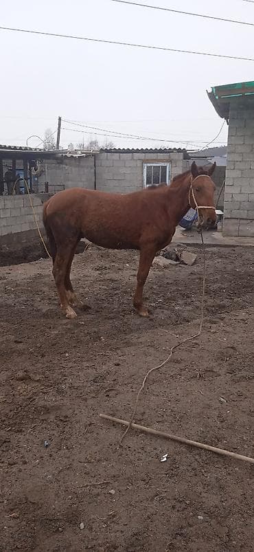 Кунан 1.45 at lalafo.kg Кунан 1.45