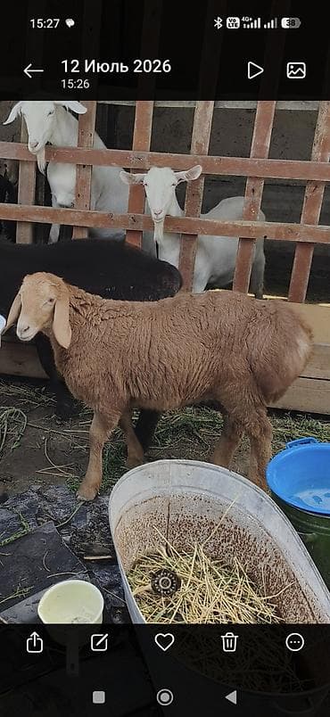 Продаю | Ягненок | На забой at lalafo.kg Продаю | Ягненок | На забой