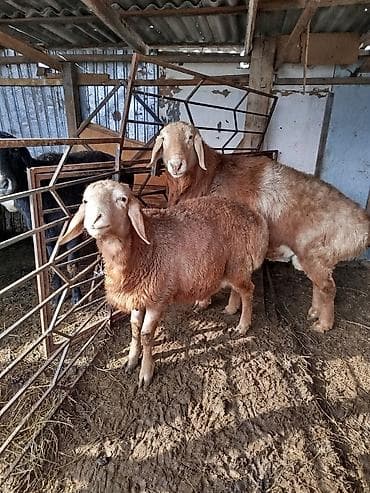 Продаю | Баран (самец) | Арашан at lalafo.kg Продаю | Баран (самец) | Арашан