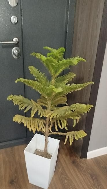 Араукария (Norfolk Island Pine) в напольном кашпо. - Комнатное at lalafo.kg Араукария (Norfolk Island Pine) в напольном кашпо. - Комнатное