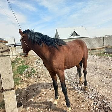 Продаю | Конь (самец) | Для разведения | Племенные at lalafo.kg Продаю | Конь (самец) | Для разведения | Племенные