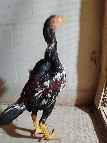 Дакан жожо короз сатылат активный жаш Бир козу кор тамагы бираз at lalafo.kg Дакан жожо короз сатылат активный жаш Бир козу кор тамагы бираз