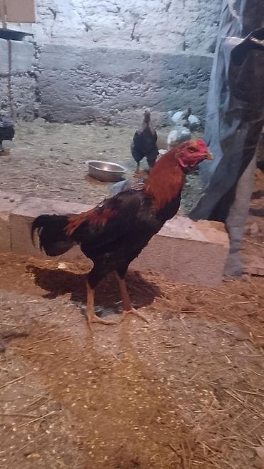 Продаю | Петух | Бойцовая | Для разведения at lalafo.kg Продаю | Петух | Бойцовая | Для разведения