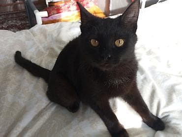 Котенок мальчик приручен к лотку, вымыт шампунем.отдам в хорошие руки at lalafo.kg Котенок мальчик приручен к лотку, вымыт шампунем.отдам в хорошие руки