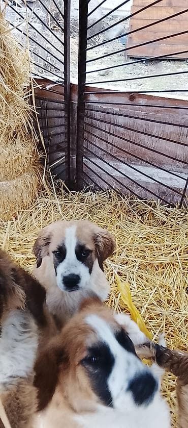 Щенки Московская сторожевая 6ти месячные at lalafo.kg — 4 Щенки Московская сторожевая 6ти месячные — 4