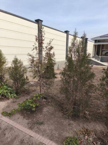 мягкая мебель в рассрочку бишкек: Көчөттөр дарактардын: Туялар, Өзү алып кетүү lalafo.kg да — 3 мягкая мебель в рассрочку бишкек: Көчөттөр дарактардын: Туялар, Өзү алып кетүү — 3