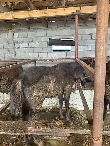 Продаю | Жеребенок | Полукровка | Для разведения at lalafo.kg Продаю | Жеребенок | Полукровка | Для разведения