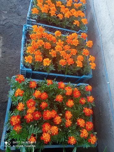 Рассада цветущих однолетников в кассетах - Бархатцы (Tagetes) at lalafo.kg Рассада цветущих однолетников в кассетах - Бархатцы (Tagetes)
