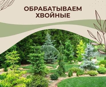 🟢 Обработка хвойных деревьев
от вредителей и болезней at lalafo.kg 🟢 Обработка хвойных деревьев
от вредителей и болезней