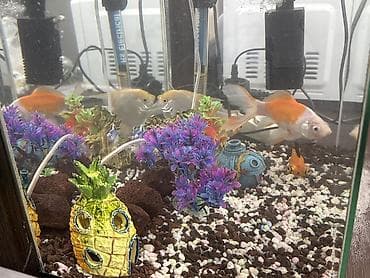 Балыктар: Продаем аквариум на 50 литров с рыбками (7шт), подогревом, фильтром и lalafo.kg да — 2 Балыктар: Продаем аквариум на 50 литров с рыбками (7шт), подогревом, фильтром и — 2