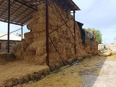 Ассалам алейкум даю даром сено само вывоз нужно забрать все около at lalafo.kg Ассалам алейкум даю даром сено само вывоз нужно забрать все около