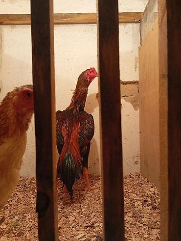 Продаю дакан 6 Месяц карпусник линиякрупный .12т Сатылат дакан Жожо at lalafo.kg Продаю дакан 6 Месяц карпусник линиякрупный .12т Сатылат дакан Жожо