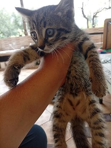 Котята домашние, ручные. - Окрас: один тигровый табби с lalafo.kg да Котята домашние, ручные. - Окрас: один тигровый табби с