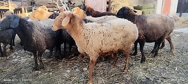 Продаю | Овца (самка) | Для разведения | Матка at lalafo.kg Продаю | Овца (самка) | Для разведения | Матка