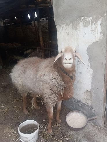 Продаю | Овца (самка) | Для разведения | Матка at lalafo.kg Продаю | Овца (самка) | Для разведения | Матка