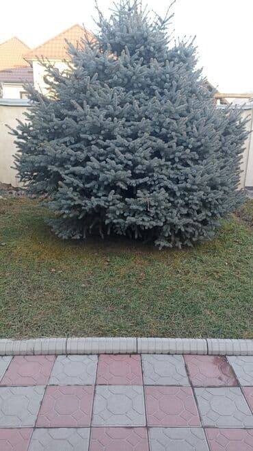 Ель голубая (Picea pungens ‘Glauca’), крупномер. - Пышная at lalafo.kg Ель голубая (Picea pungens ‘Glauca’), крупномер. - Пышная