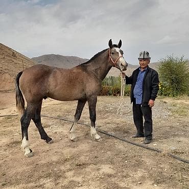 Продаю | Конь (самец), Жеребенок | Конный спорт at lalafo.kg Продаю | Конь (самец), Жеребенок | Конный спорт