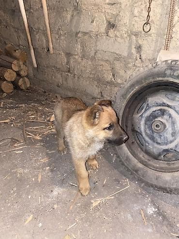 Овчарка, 1 месяц, Самка at lalafo.kg Овчарка, 1 месяц, Самка