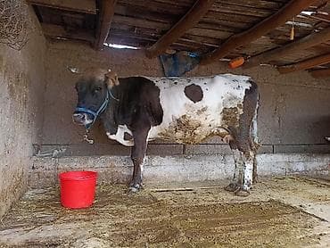 Продаю | Корова (самка) | Для молока | Привязанные at lalafo.kg Продаю | Корова (самка) | Для молока | Привязанные