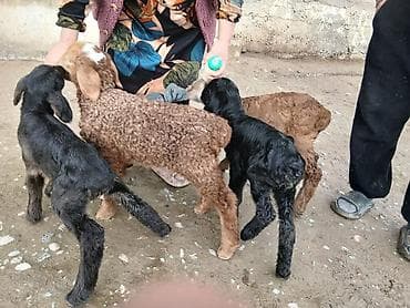 Прадаю ягнёнка хорощые 2 недели 5 штук апатиты хорошые at lalafo.kg Прадаю ягнёнка хорощые 2 недели 5 штук апатиты хорошые