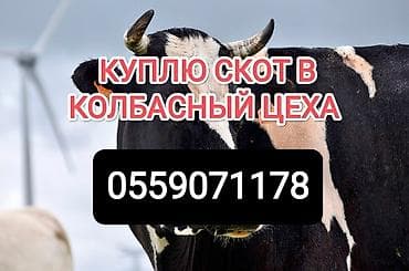Колбаса цехи : Уйлар, букалар, Жылкылар, аттар, | Күнү-түнү, Бардык шартта, Союлган lalafo.kg да Колбаса цехи : Уйлар, букалар, Жылкылар, аттар, | Күнү-түнү, Бардык шартта, Союлган