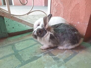 Деңиз чочколору: Домашние кролики, пара. Описание: - Породы и внешний вид: один кролик lalafo.kg да — 4 Деңиз чочколору: Домашние кролики, пара. Описание: - Породы и внешний вид: один кролик — 4