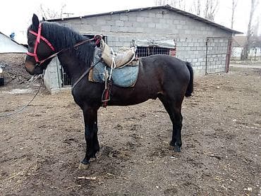 Продаю | Конь (самец) | Арабская | Рабочий at lalafo.kg Продаю | Конь (самец) | Арабская | Рабочий