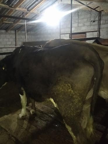 Продаю | Корова (самка) | Для молока at lalafo.kg Продаю | Корова (самка) | Для молока