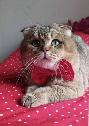 Π¨ΠΎΡΠ»Π°Π½Π΄ΡΠΊΠ°Ρ Π²ΠΈΡΠ»ΠΎΡΡ
Π°Ρ ΠΊΠΎΡ(Scottish Fold)ΠΠ°Π»ΡΡΠΈΠΊ Π½Π΅ ΠΊΠ°ΡΡΡΠΈΡΠΎΠ²Π°Π½, 1 Π³ΠΎΠ΄ at lalafo.kg Π¨ΠΎΡΠ»Π°Π½Π΄ΡΠΊΠ°Ρ Π²ΠΈΡΠ»ΠΎΡΡ
Π°Ρ ΠΊΠΎΡ(Scottish Fold)ΠΠ°Π»ΡΡΠΈΠΊ Π½Π΅ ΠΊΠ°ΡΡΡΠΈΡΠΎΠ²Π°Π½, 1 Π³ΠΎΠ΄