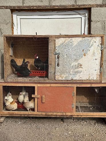 Продаю 2 клетки цена 5000 сом at lalafo.kg Продаю 2 клетки цена 5000 сом