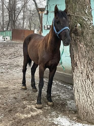 ЗИЛ: Сатам | Жылкы (эркек) | Аргын lalafo.kg да — 10 ЗИЛ: Сатам | Жылкы (эркек) | Аргын — 10