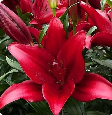 Луковицы лилий (азиатские гибриды), цена от 100сом - Разновидности at lalafo.kg Луковицы лилий (азиатские гибриды), цена от 100сом - Разновидности