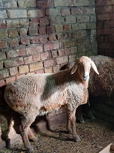 Продаю | Овца (самка) | Для разведения at lalafo.kg Продаю | Овца (самка) | Для разведения