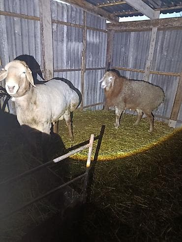 Продаю | Овца (самка) | Для разведения at lalafo.kg Продаю | Овца (самка) | Для разведения