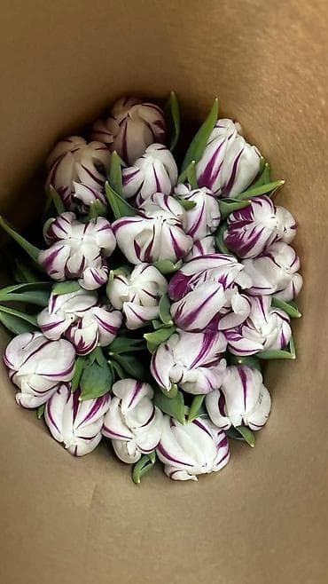 Тюльпаны ОПТОМ! и в розницу вместе с луковицами рост 75см бокал 5-6см lalafo.kg да — 8 Тюльпаны ОПТОМ! и в розницу вместе с луковицами рост 75см бокал 5-6см — 8