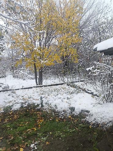 Продажа дач: Продается дача в садоводческом "Горное", совхоз Ала Тоо, участок 4 at lalafo.kg — 7 Продажа дач: Продается дача в садоводческом "Горное", совхоз Ала Тоо, участок 4 — 7