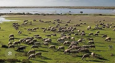 Ысык-кол обл туп районуна короого иштегенге киши керек Жатакана тамак at lalafo.kg Ысык-кол обл туп районуна короого иштегенге киши керек Жатакана тамак