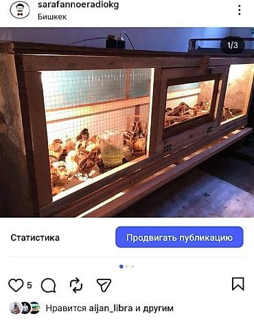 Dongfeng: Брудер/клетка для выращивания цыплят и другой птицы Внимание!!! Прошу at lalafo.kg — 3 Dongfeng: Брудер/клетка для выращивания цыплят и другой птицы Внимание!!! Прошу — 3